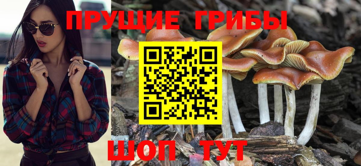 Буйнакск  Галлюциногенные грибы MAGIC MUSHROOMS  Вход с VPN  Псилоцибиновые грибы прущие грибы 