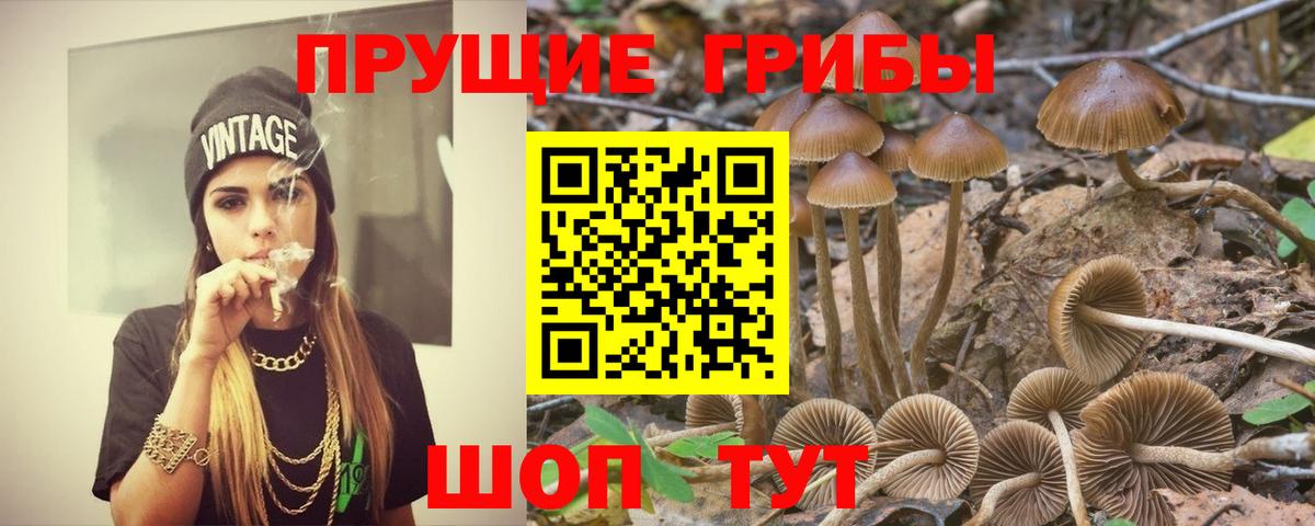 Псилоцибиновые грибы прущие грибы Буйнакск